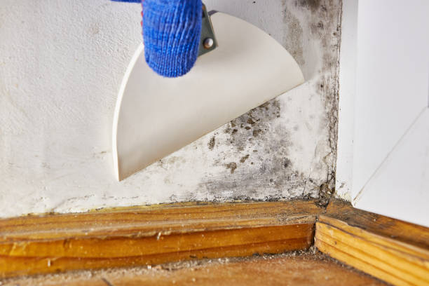 Best Mold Remediation for Healthcare Facilities  in Opp, AL
